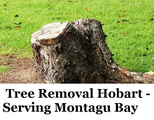 Tree Removal Hobart Montagu Bay