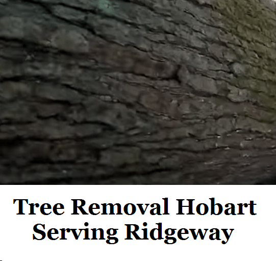 Tree Removal Hobart Ridgeway