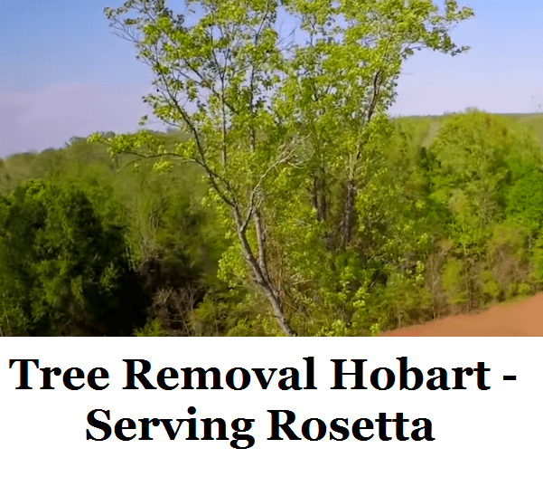 Tree Removal Hobart Rosetta