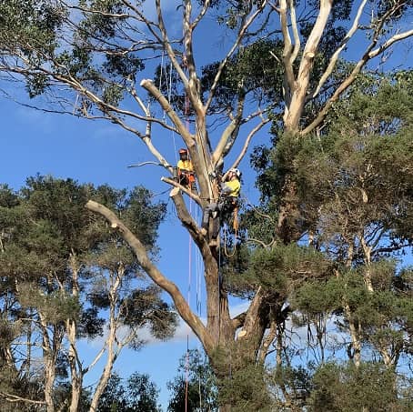Tree Lopping Hobart