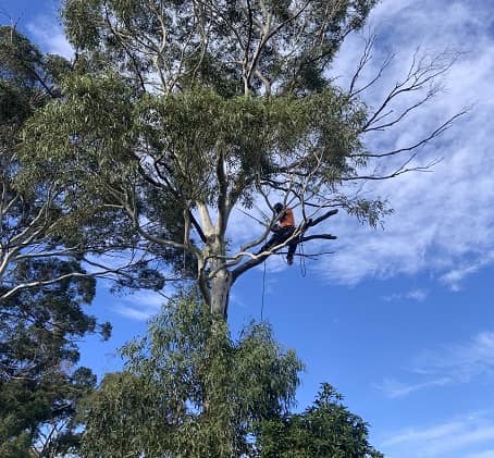 Tree Trimming Hobart